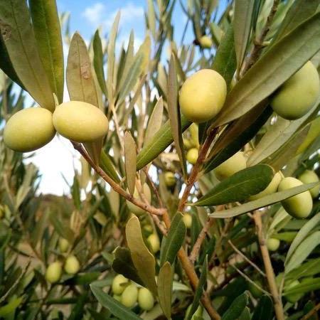 Olive Squalane, Organic, Cold Pressed, Unrefined, Natural