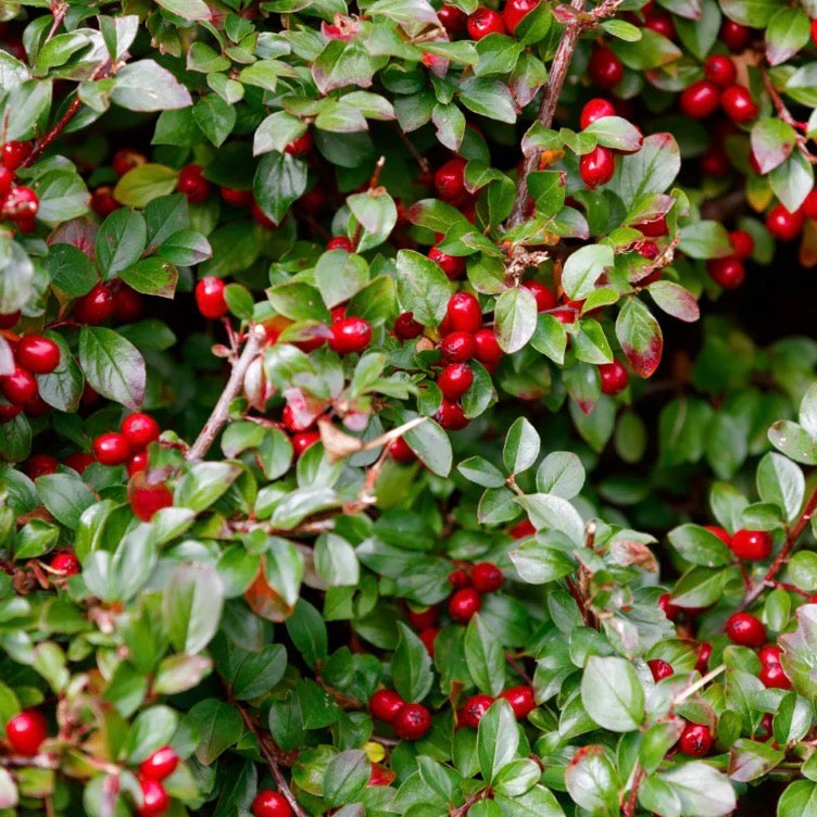 Wintergreen Essential Oil, Organic, 100% Pure, Natural