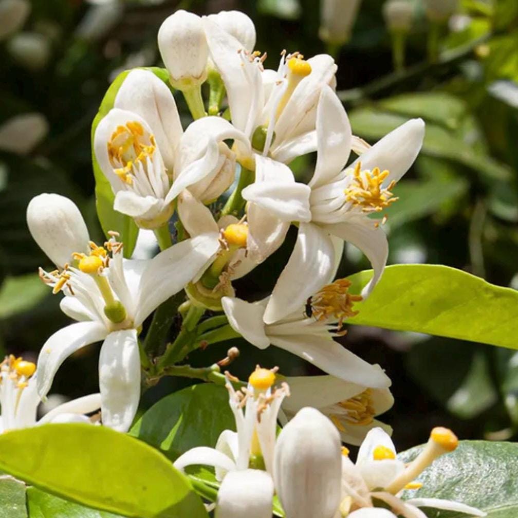 Neroli Hydrosol, Orange Blossom, Organic, Pure, Natural