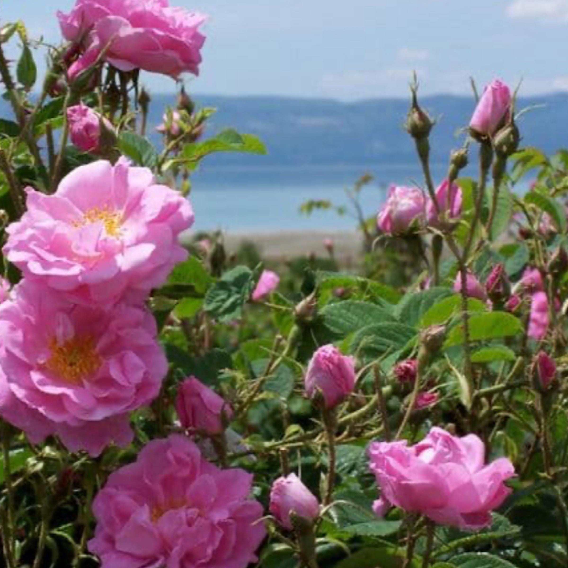 Rose Essential Oil, Bulgarian Rose Otto, Organic, 100% Pure, Natural