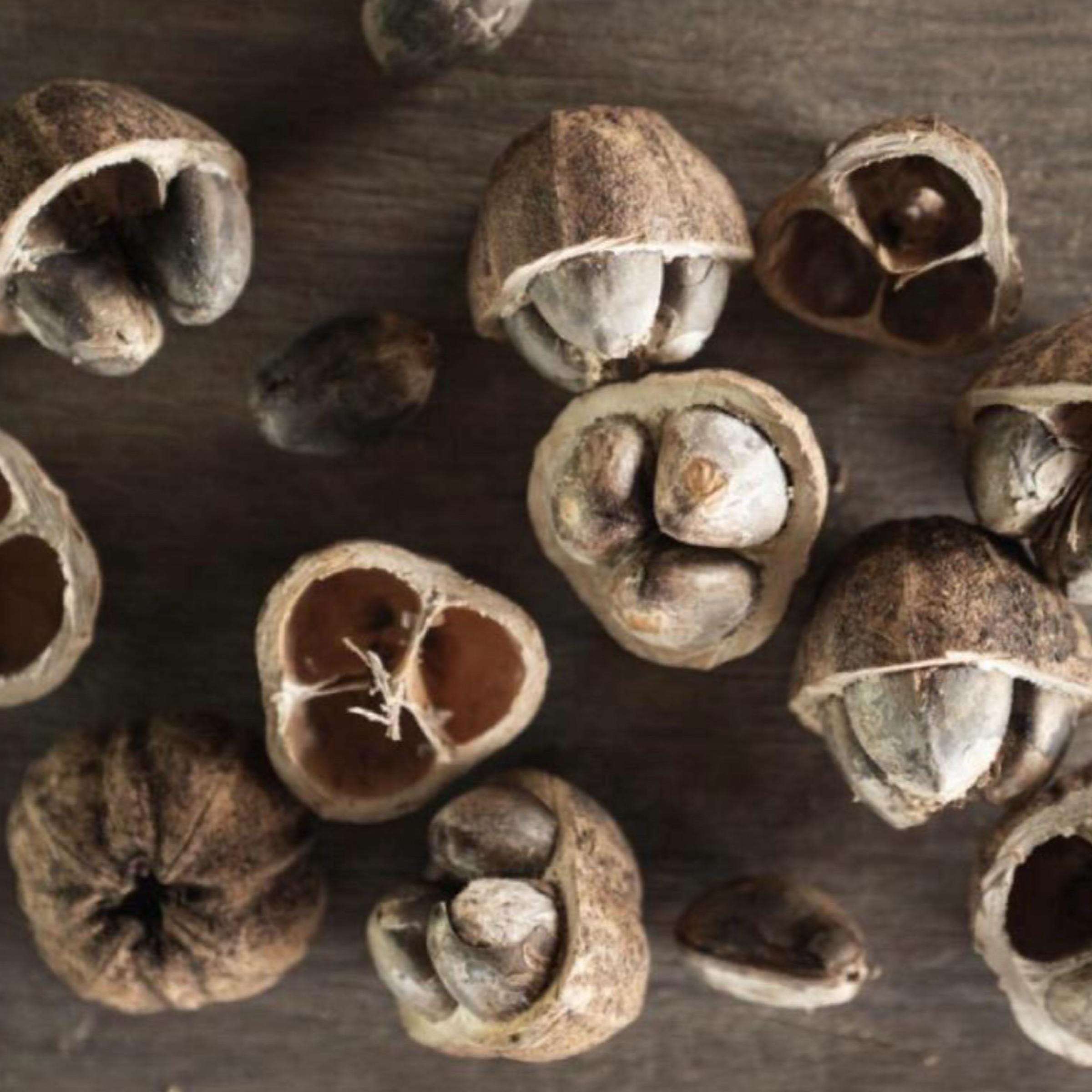 Cacay Nut Oil, Organic, Cold Pressed, Unrefined, Natural