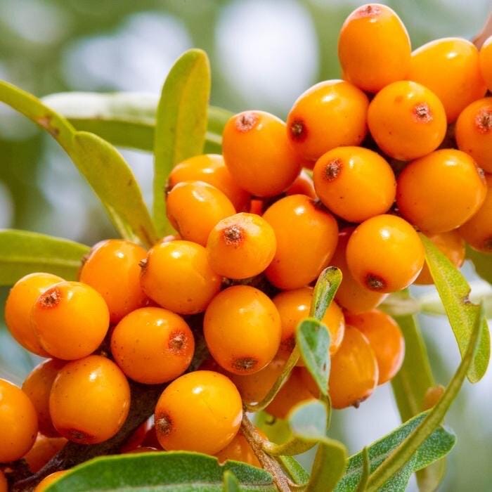 Sea Buckthorn Fruit Oil, Organic, Cold Pressed, Unrefined, Natural