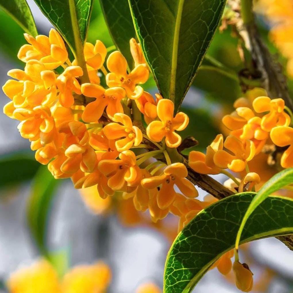 Osmanthus Absolute Oil, Organic, 100% Pure, Natural