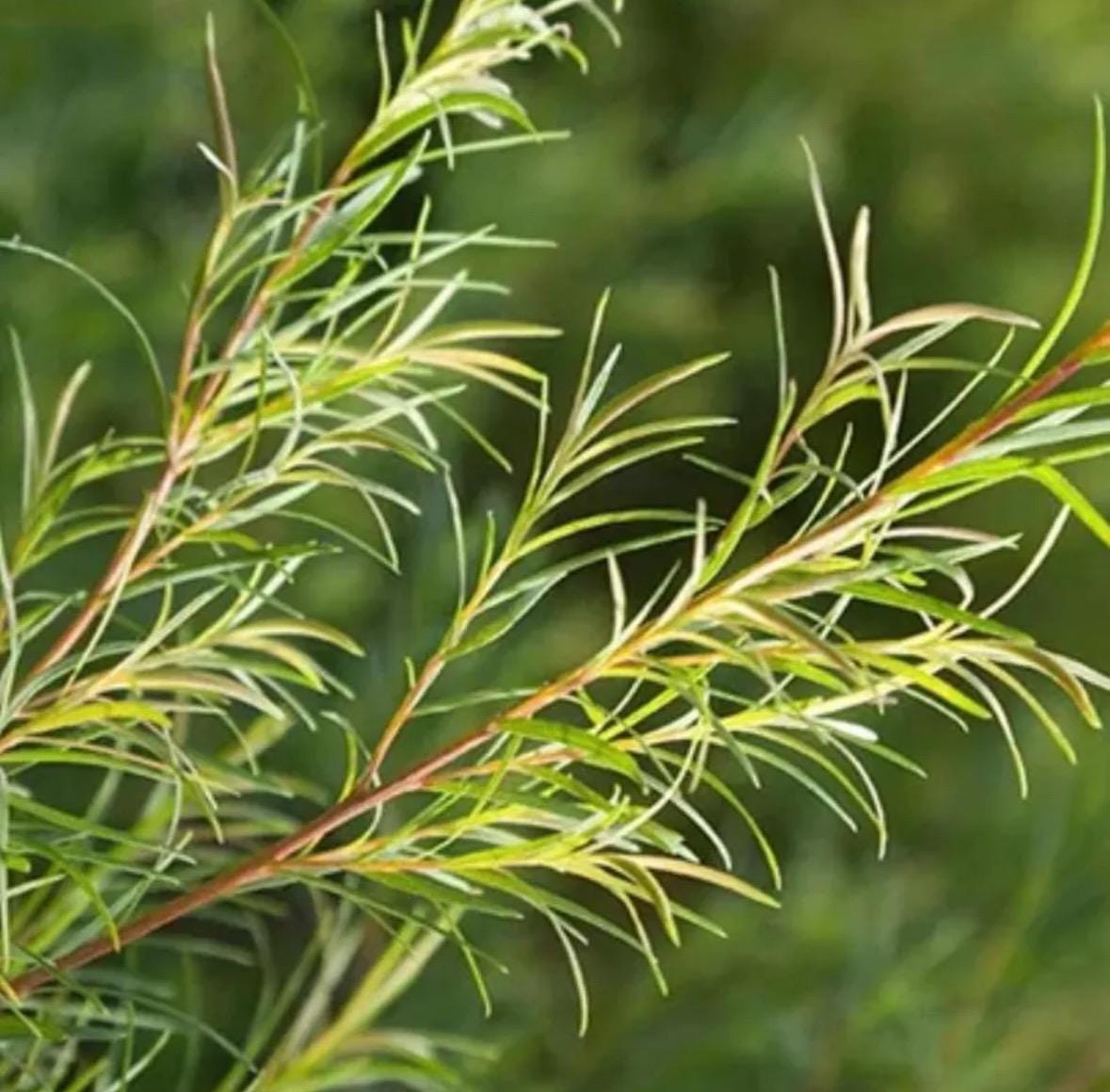 Tea Tree Essential Oil, Organic, 100% Pure, Natural