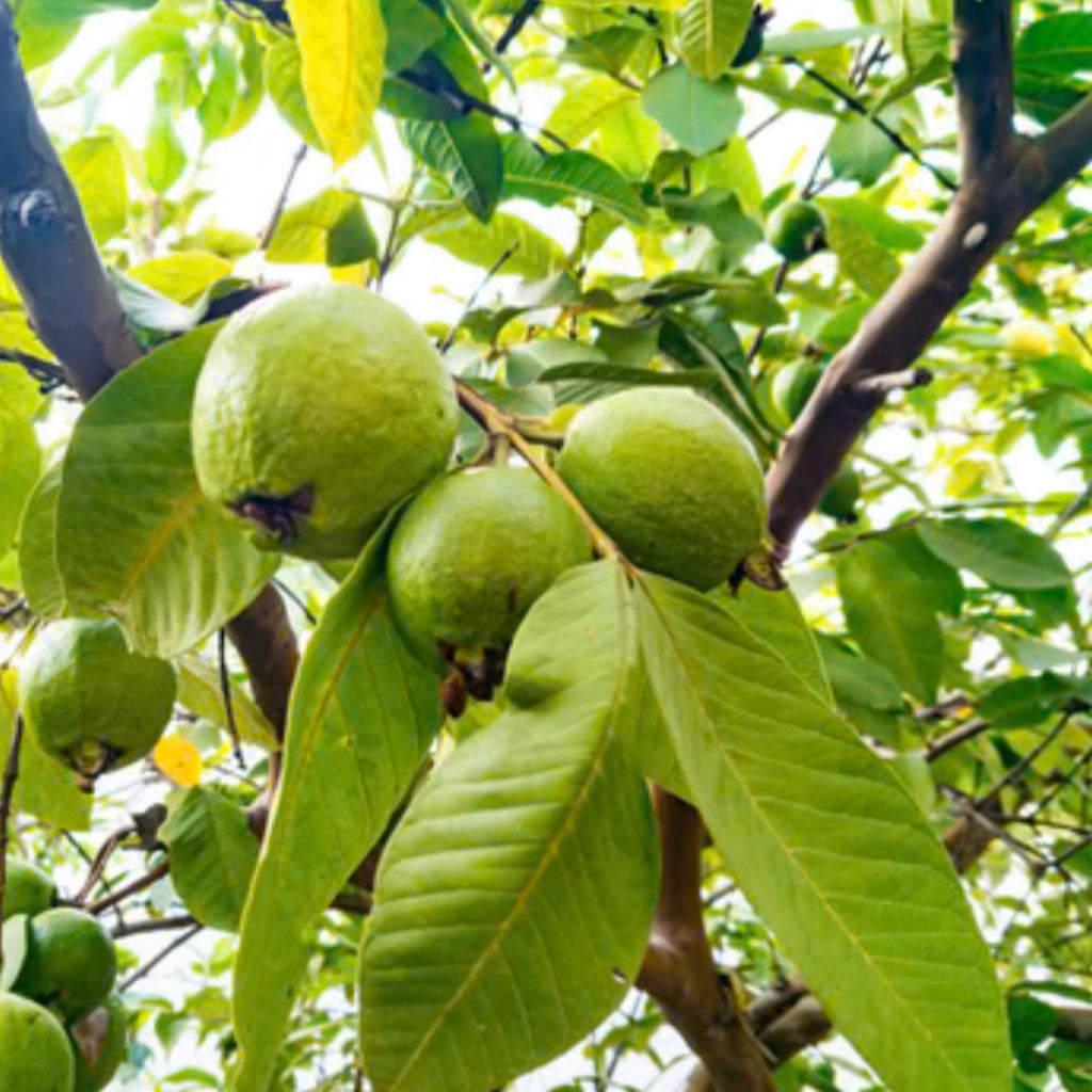 Guava Seed Oil, Organic, Cold Pressed, Unrefined, Natural