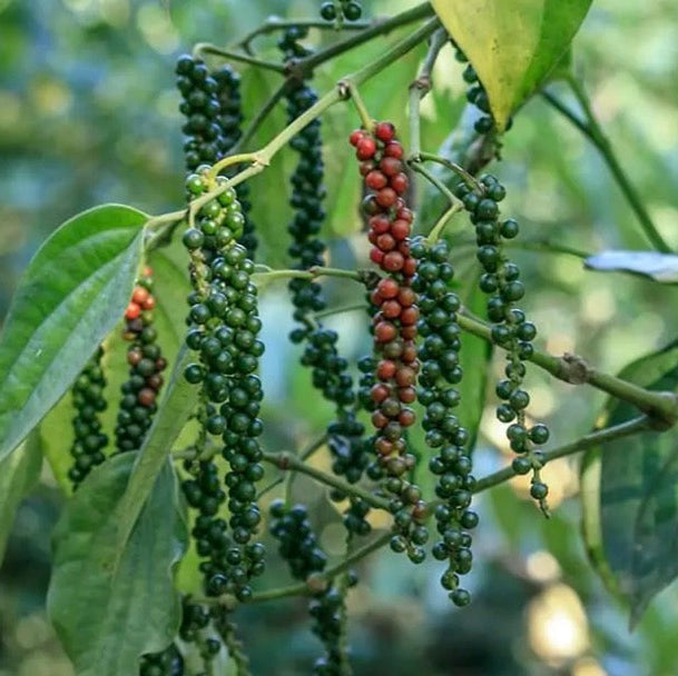Black Pepper Essential Oil, Organic, 100% Pure, Natural