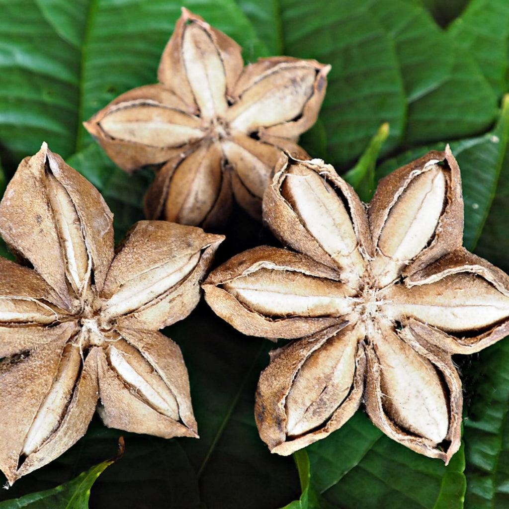 Sacha Inchi Seed Oil, Organic, Cold Pressed, Unrefined, Natural
