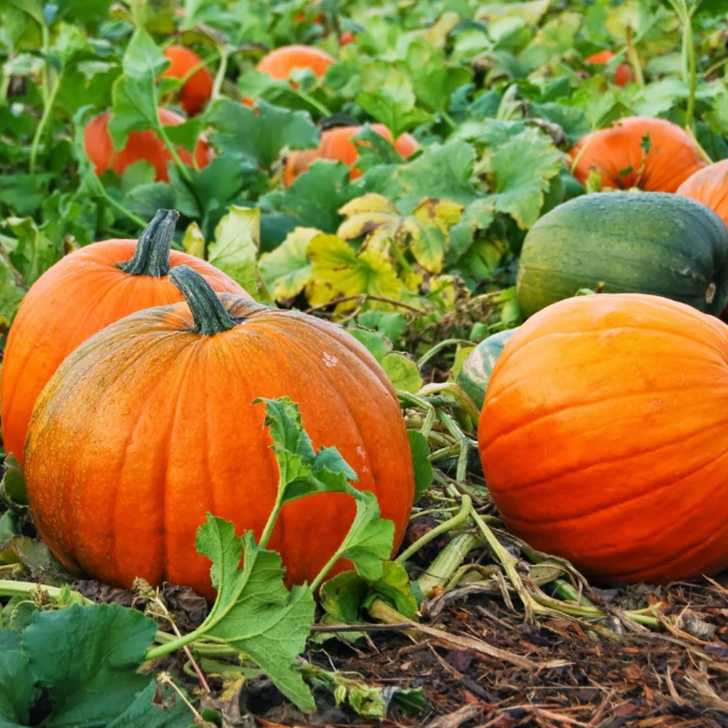 Pumpkin Seed Oil, Organic, Cold Pressed, Unrefined, Natural