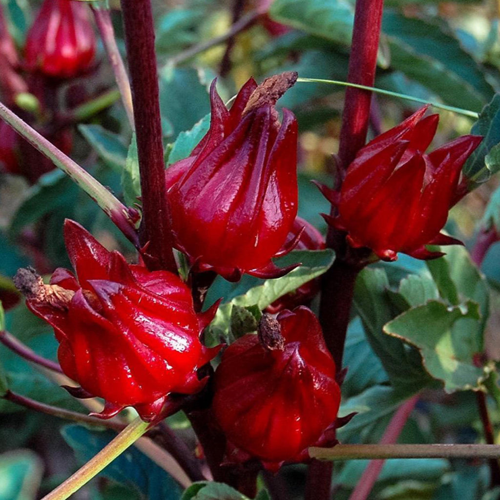 Roselle Hibiscus Seed Oil, Organic, Cold Pressed, Unrefined, Natural