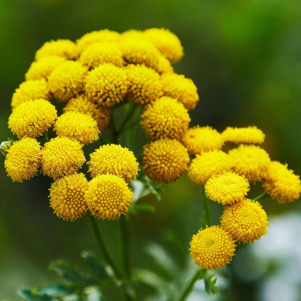 Blue Tansy Essential Oil, Organic, 100% Pure, Natural