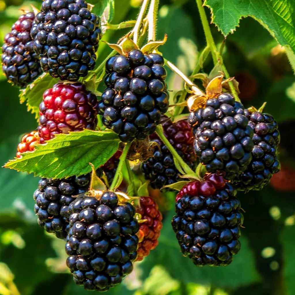Blackberry Seed Oil, Organic, Cold Pressed, Unrefined, Natural