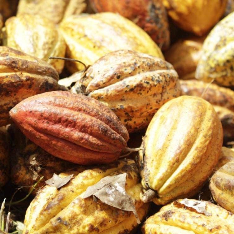 Cocoa Absolute Oil, Cacao Absolute, Organic, 100% Pure, Natural