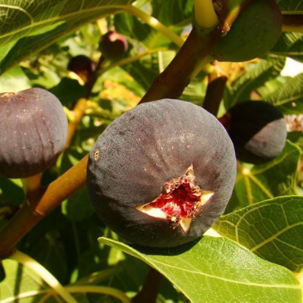 Fig Seed Oil, Organic, Cold Pressed, Unrefined, Natural