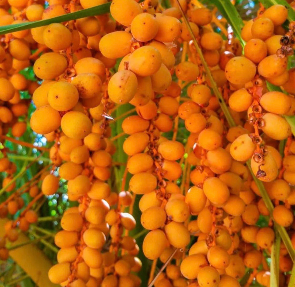 Ojon Oil, Caiaue Oil, Organic, Cold Pressed, Unrefined, Natural