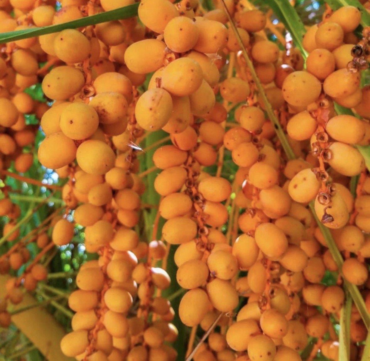 Ojon Oil, Caiaue Oil, Organic, Cold Pressed, Unrefined, Natural