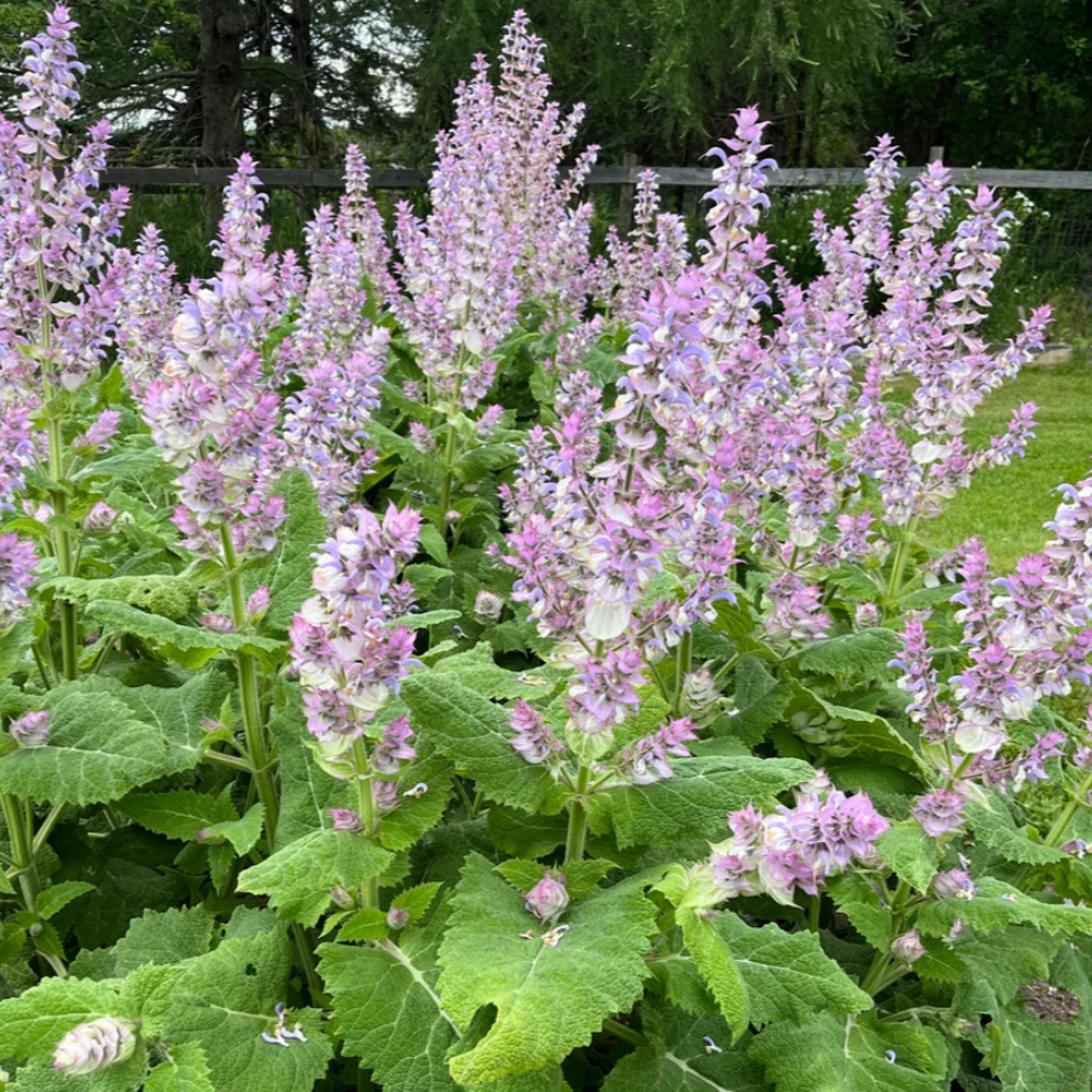 Clary Sage Essential Oil, Organic, 100% Pure, Natural