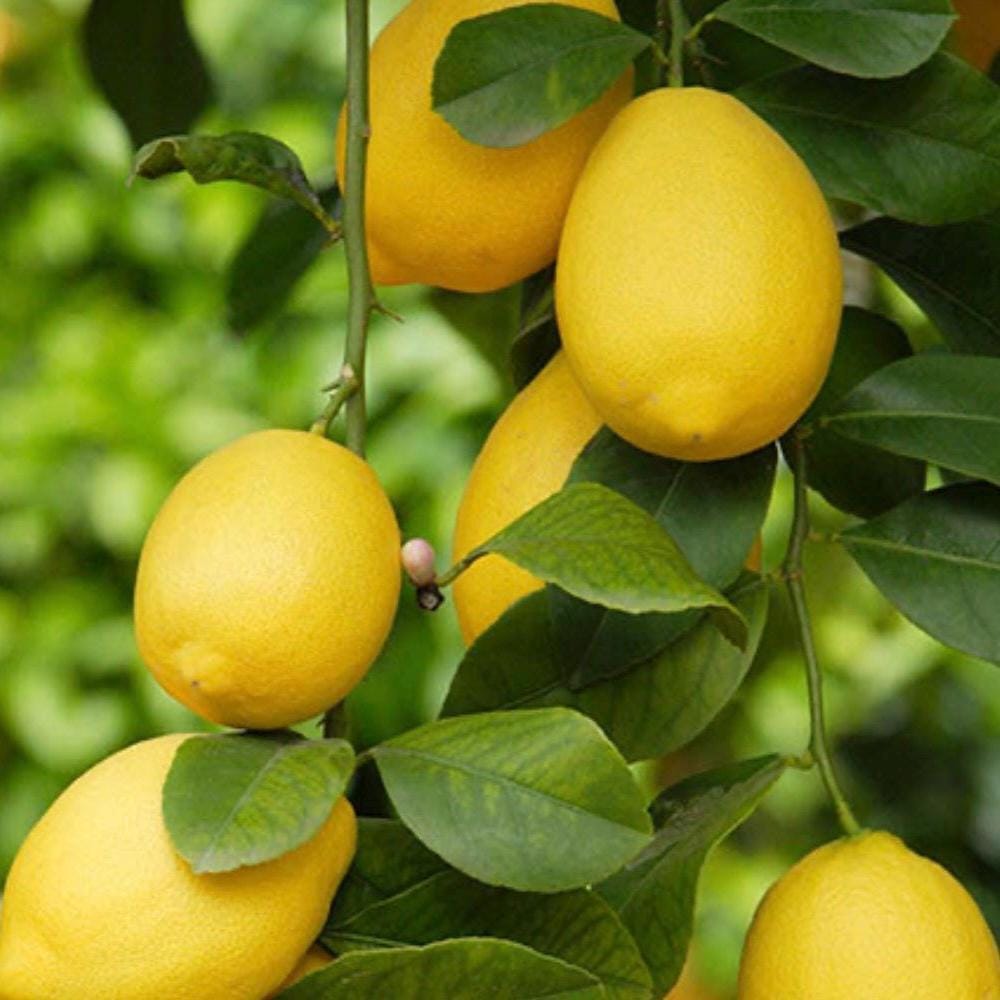 Lemon Essential Oil, Organic, Pure, Natural