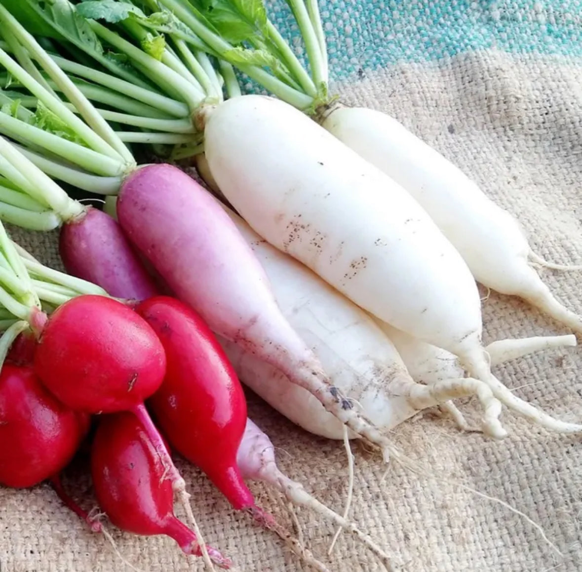 Daikon Radish Seed Oil, Organic, Cold Pressed, Unrefined, Natural