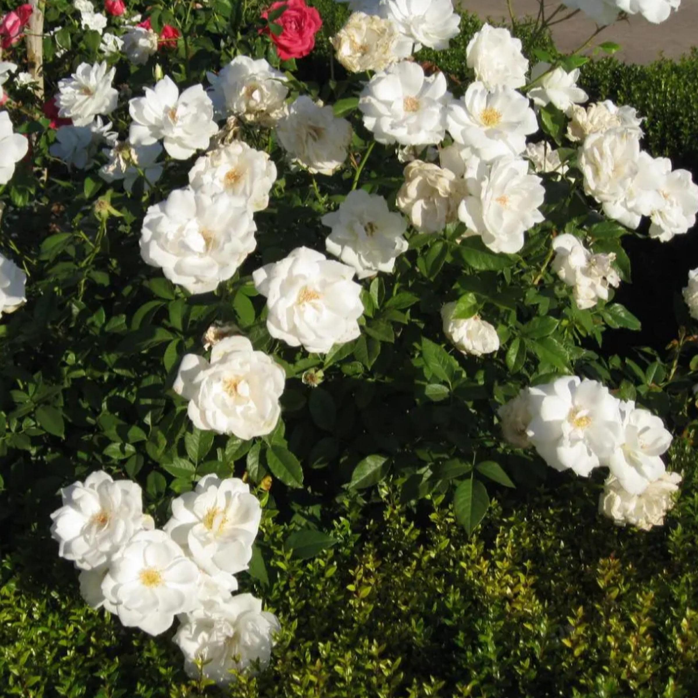 White Rose Otto Essential Oil, Organic, 100% Pure, Natural