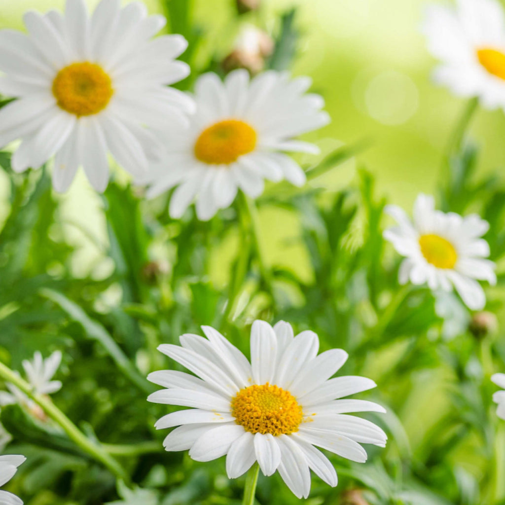 Roman Chamomile Hydrosol, Organic, Pure, Natural