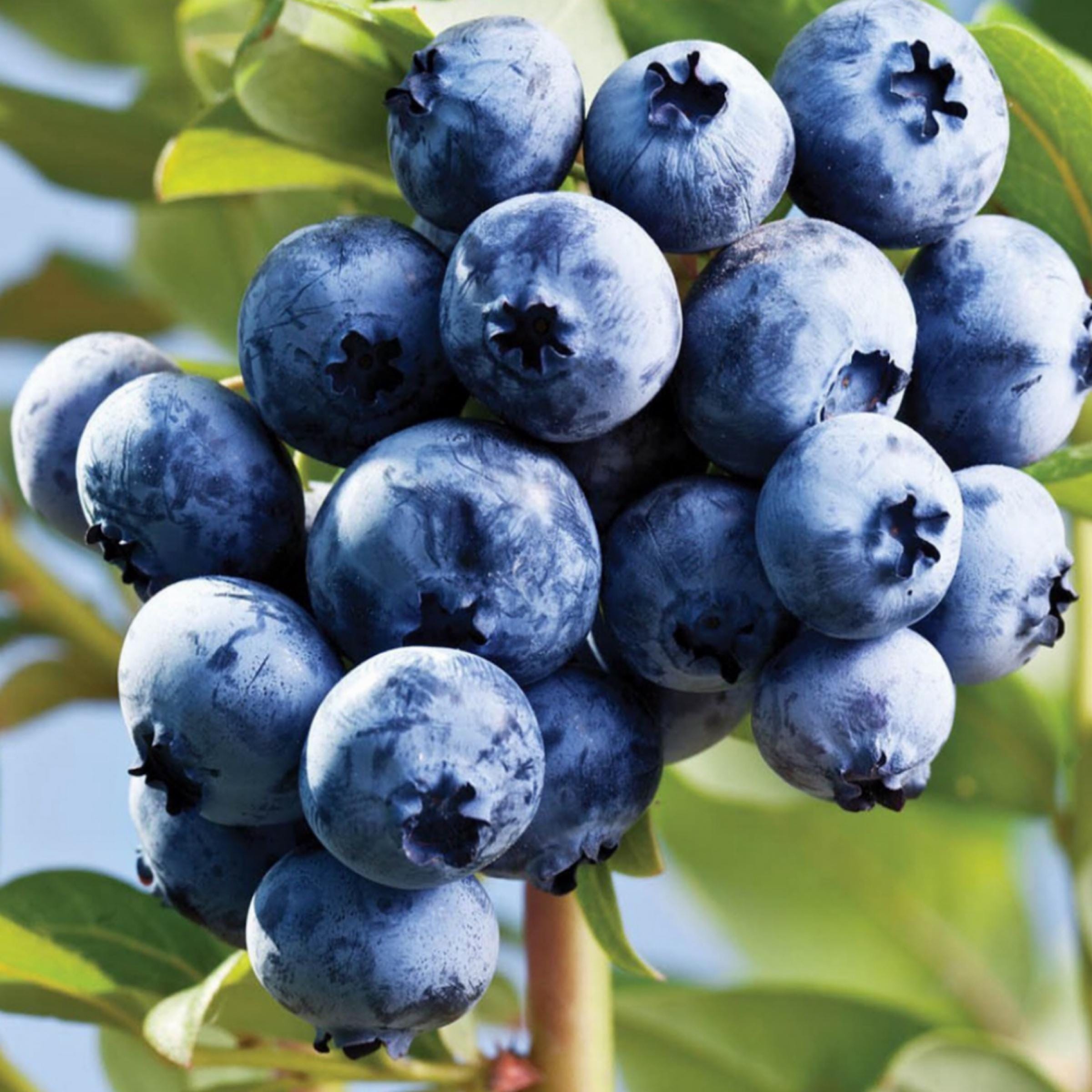 Blueberry Seed Oil, Organic, Cold Pressed, Unrefined, Natural