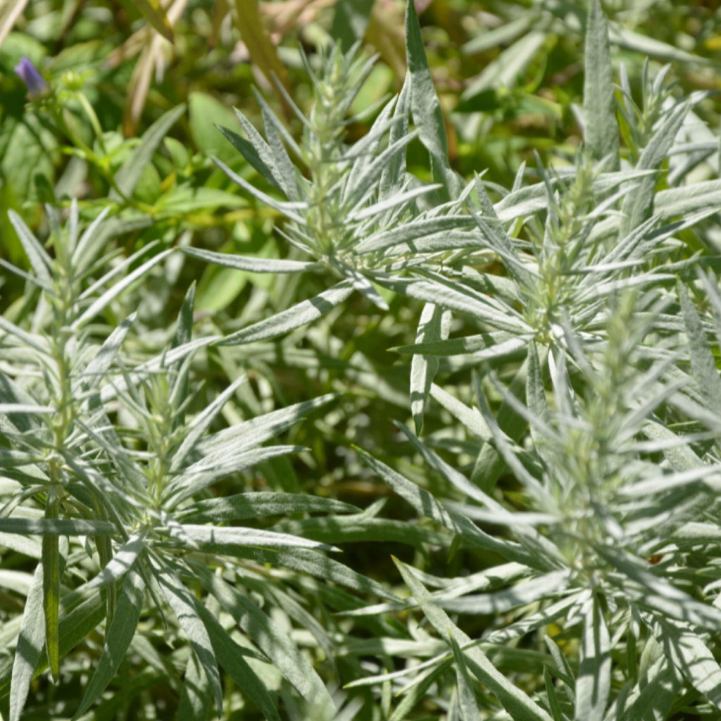 White Wormwood Essential Oil, Armoise, Organic, 100% Pure, Natural