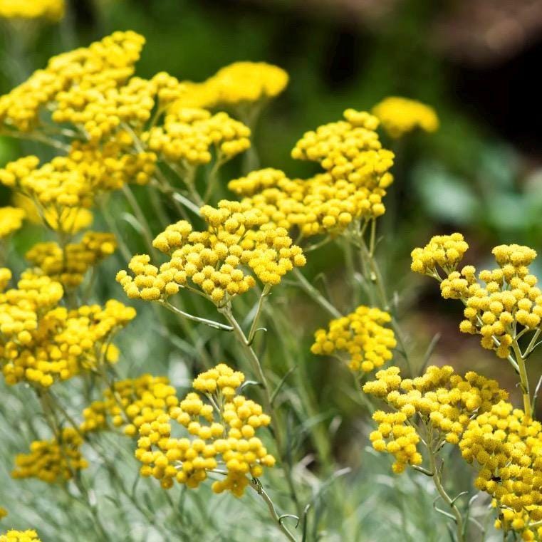 Helichrysum Hydrosol, Organic, Pure, Natural