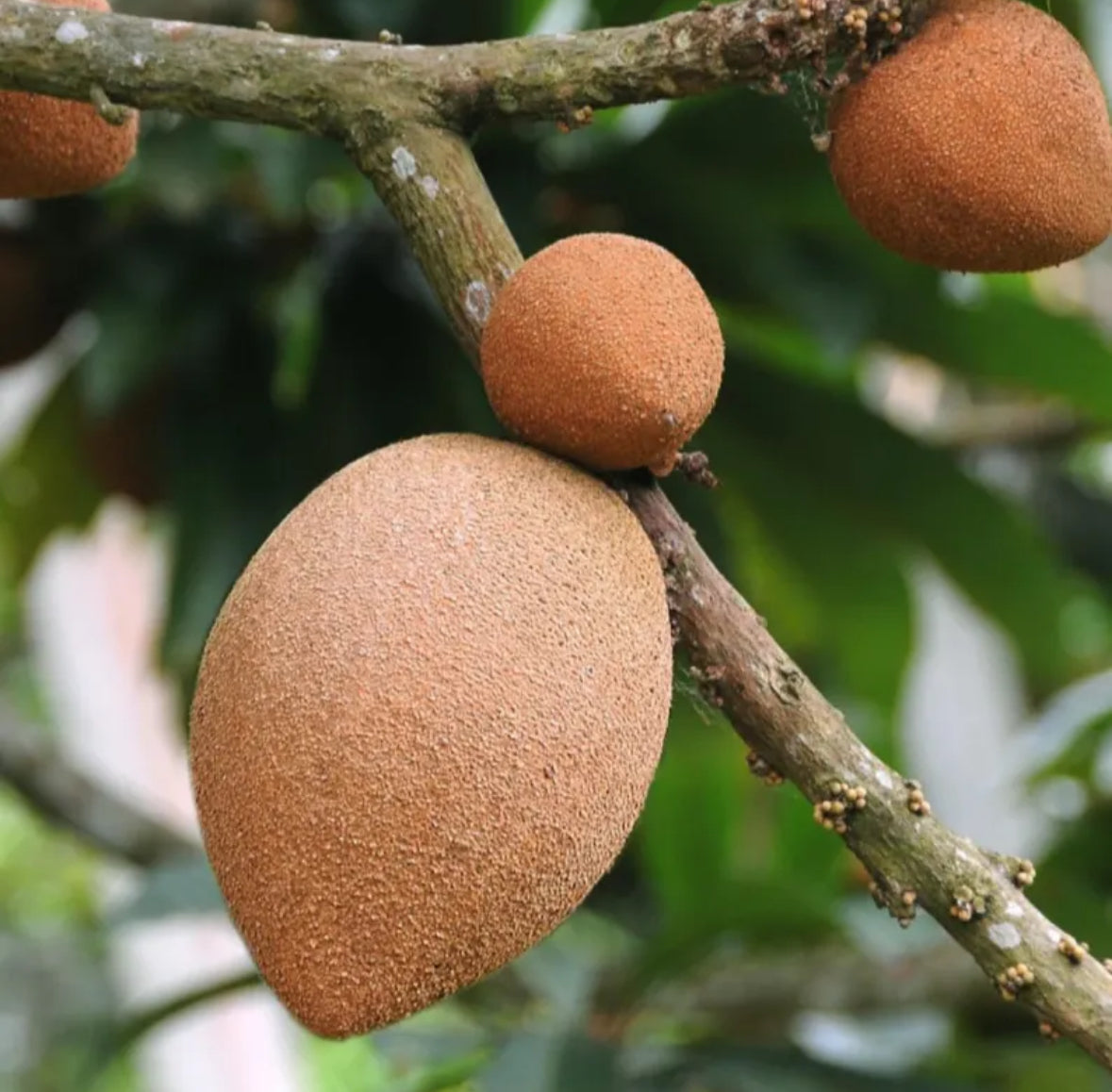 Mamey Sapote Seed Butter, Organic, Cold Pressed, Unrefined, Natural