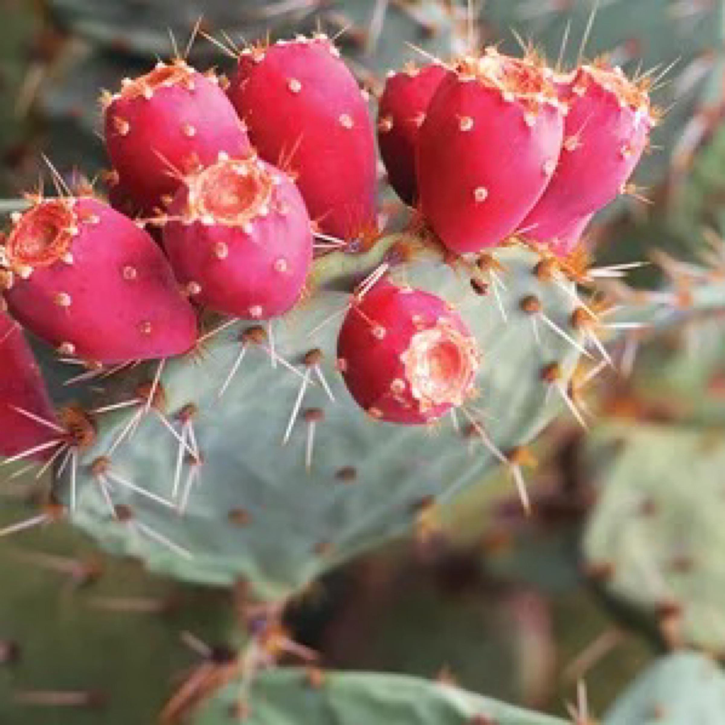 Prickly Pear Seed Oil, Organic, Cold Pressed, Unrefined, Natural