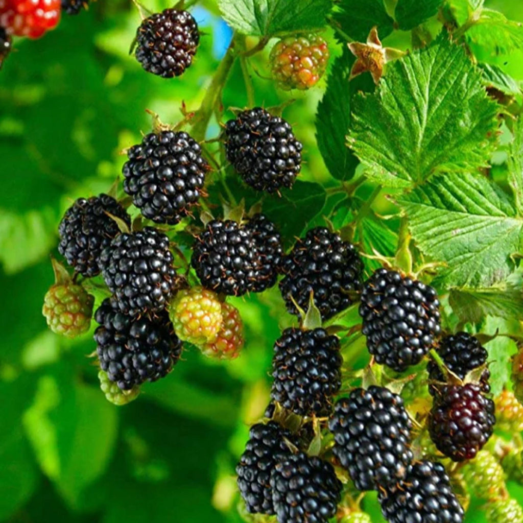 Blackberry Seed Oil, Organic, Cold Pressed, Unrefined, Natural