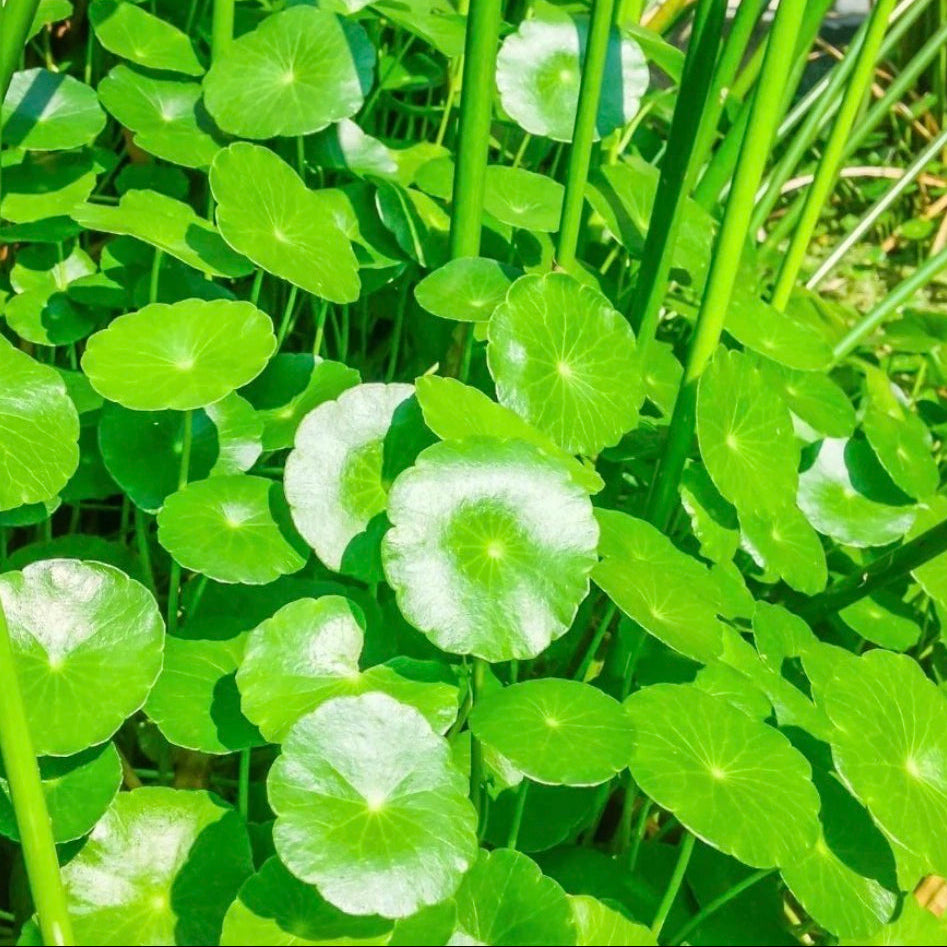 Gotu Kola Oil, Organic, Cold Pressed, Unrefined, Natural