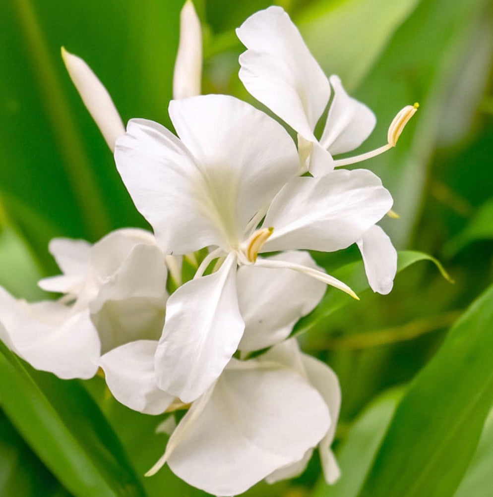White Ginger Lily Absolute Oil, Organic, 100% Pure, Natural