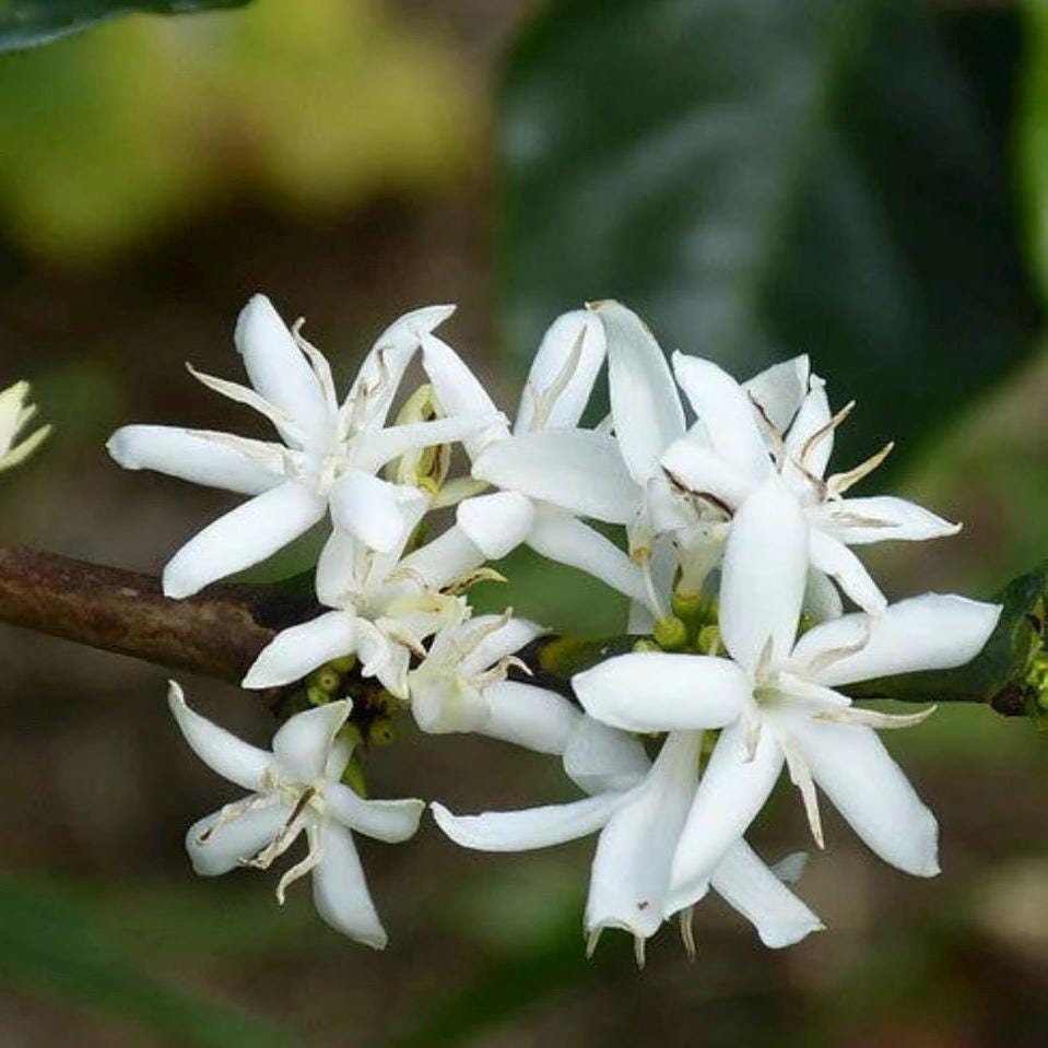 Coffee Blossom Absolute, Organic, 100% Pure, Natural