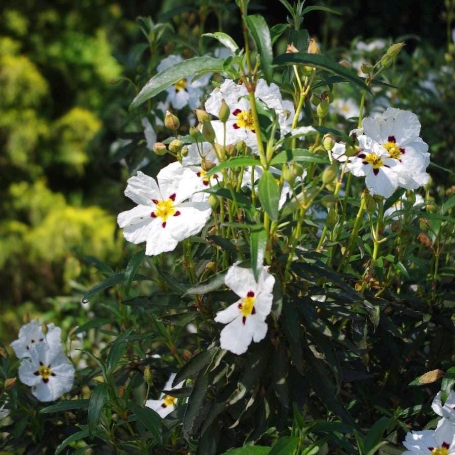 Rockrose Essential Oil, Organic, Pure, Natural