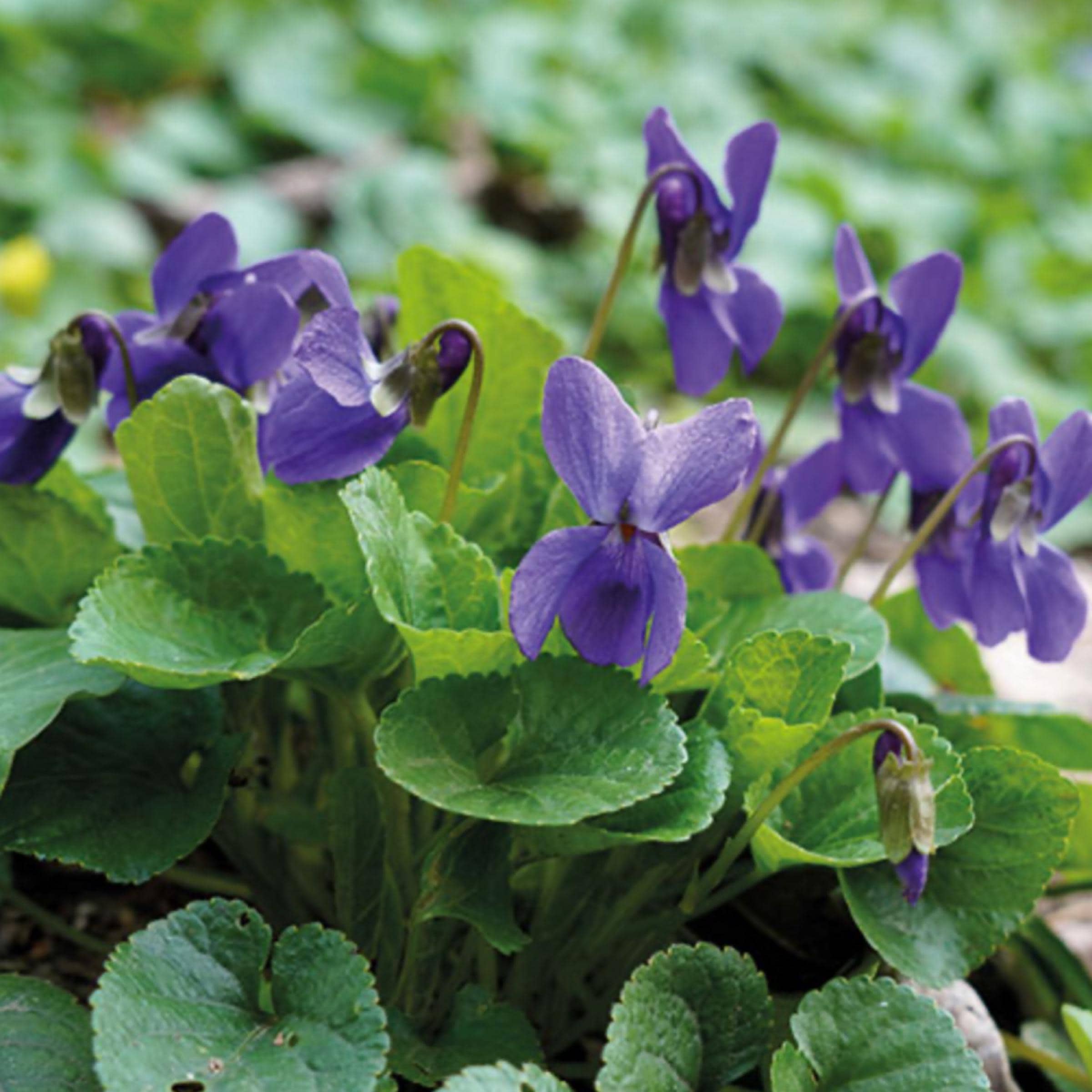 Violet Leaf Absolute Oil, Organic, 100% Pure, Natural