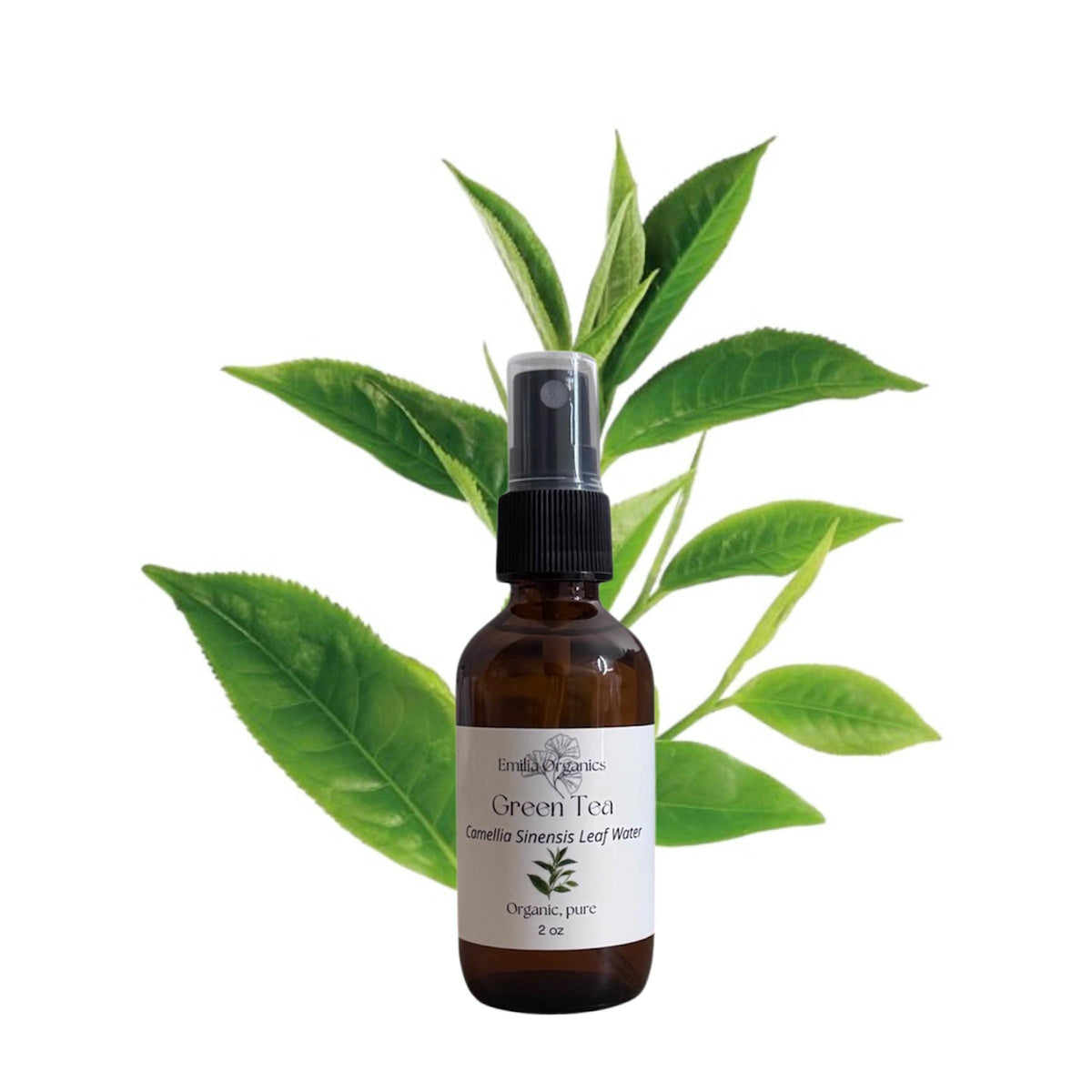 Green Tea Hydrosol, Organic, Pure, Natural