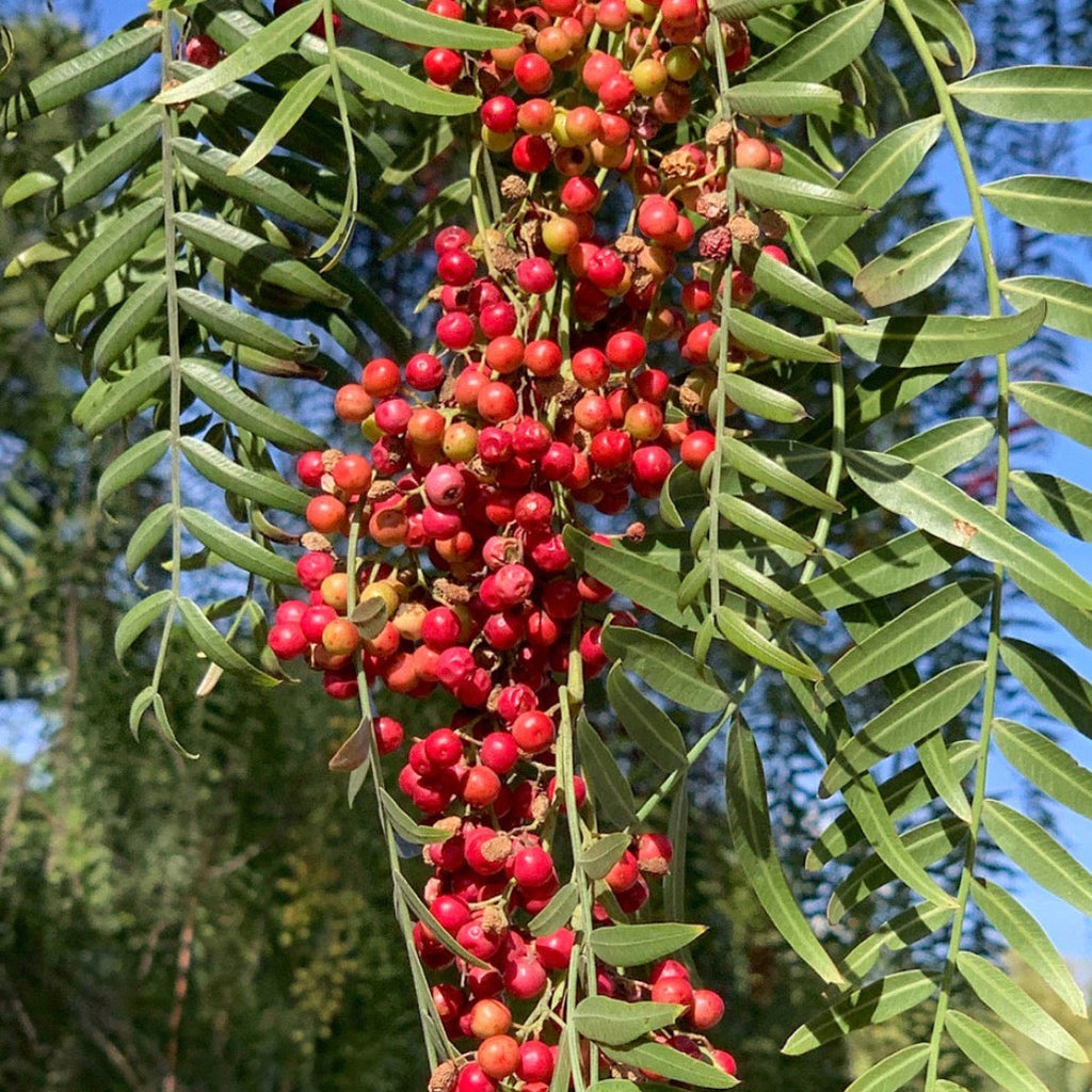Pink Peppercorn Essential Oil, Organic, 100% Pure, Natural