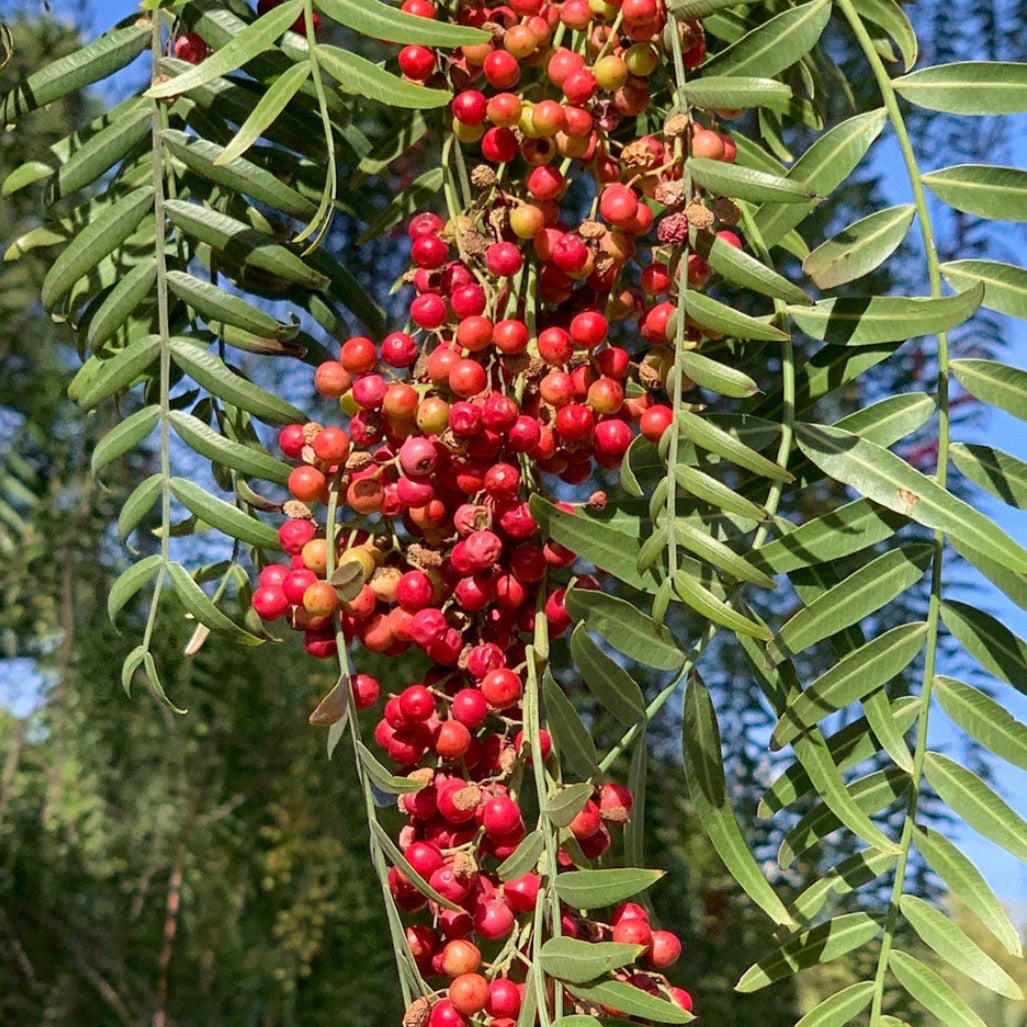 Pink Peppercorn Essential Oil, Organic, 100% Pure, Natural