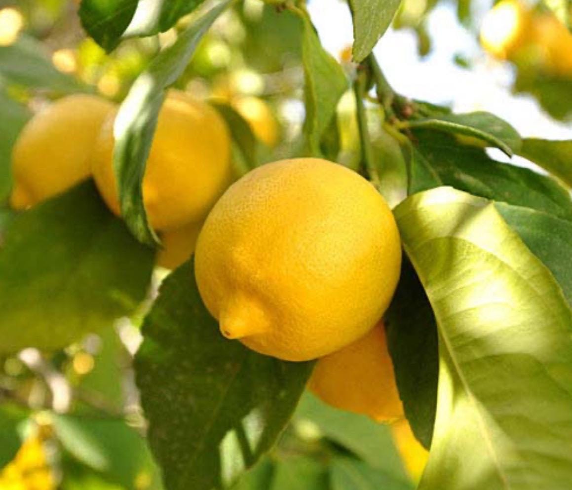 Lemon Seed Oil, Organic, Cold Pressed, Unrefined, Natural