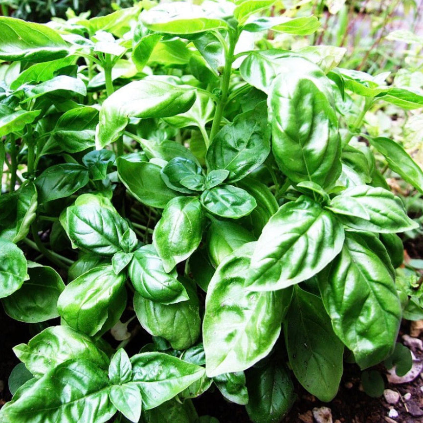 Basil Essential Oil, Organic, 100% Pure, Natural