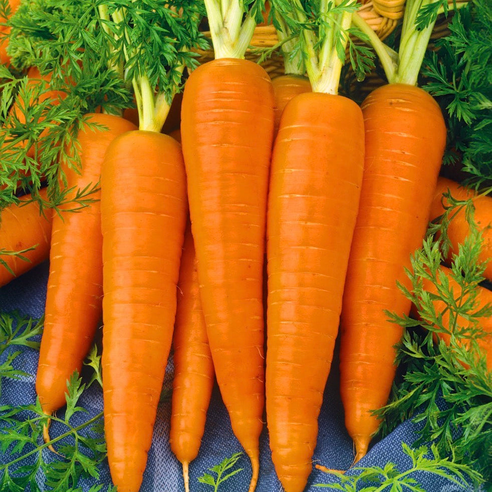 Carrot Seed Essential Oil, Organic, 100% Pure, Natural