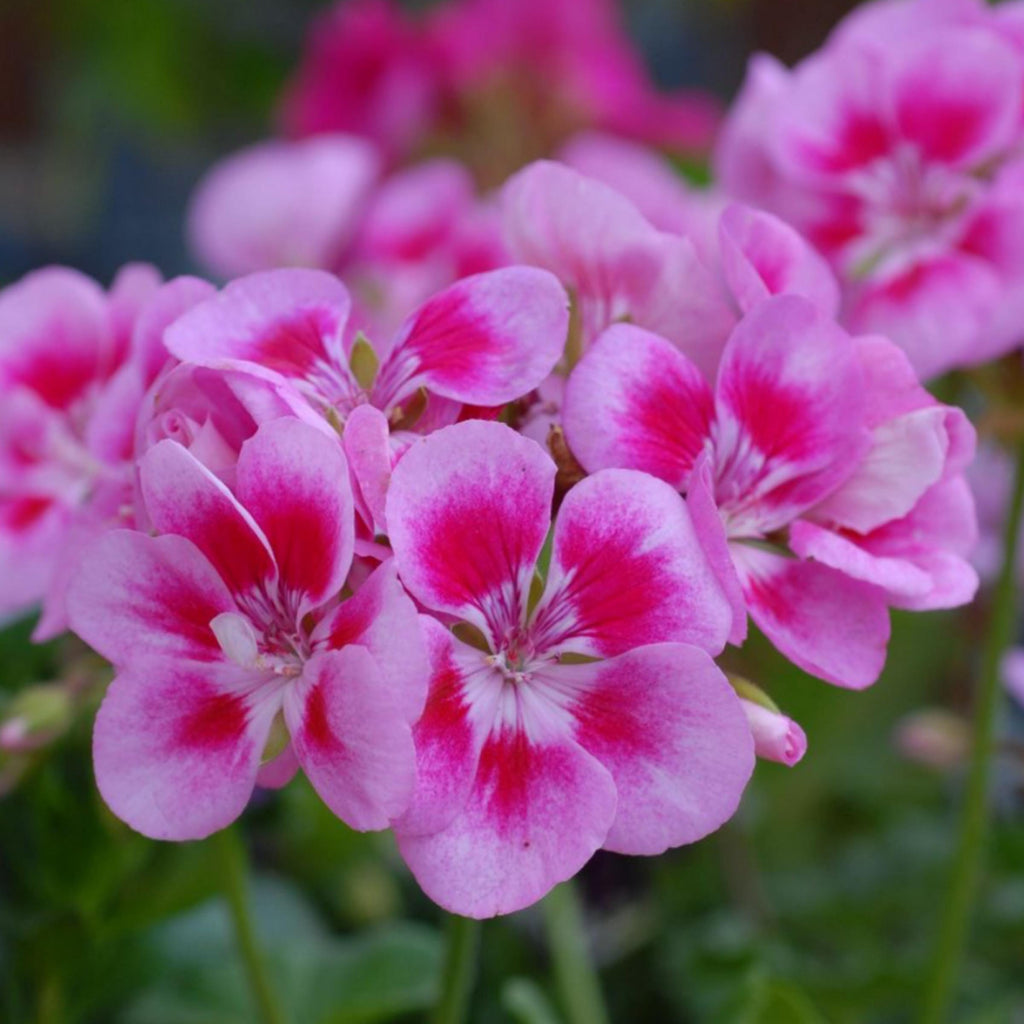 Geranium Essential Oil, Organic, 100% Pure, Natural