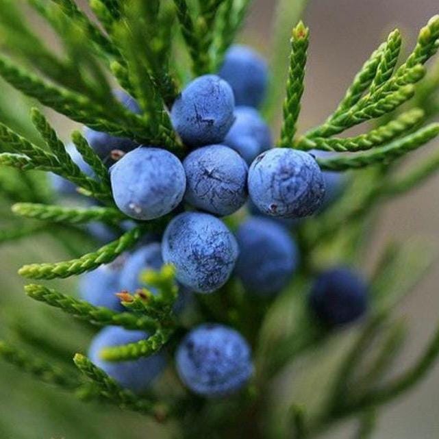 Juniper Berry Essential Oil, Organic, 100% Pure, Natural