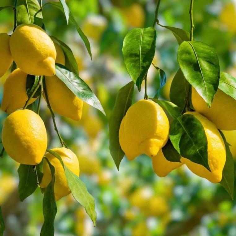 Lemon Seed Oil, Organic, Cold Pressed, Unrefined, Natural