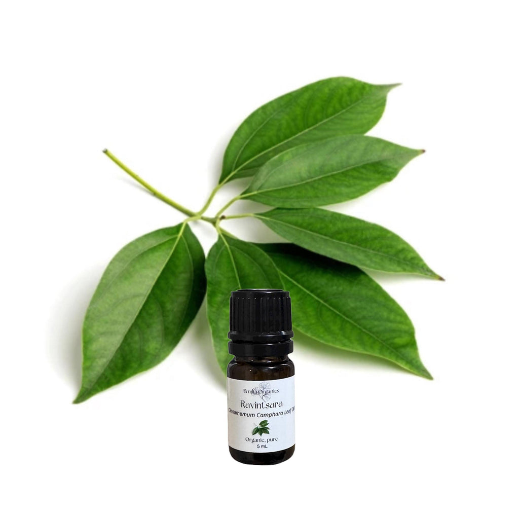 Ravintsara Essential Oil, Ho Leaf, Organic, 100% Pure, Natural