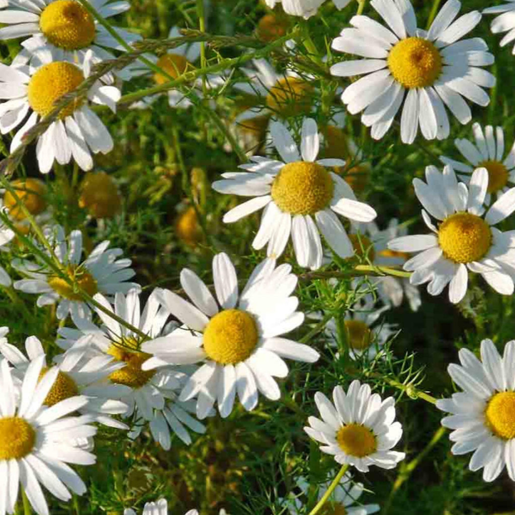 Roman Chamomile Essential Oil, Organic, 100% Pure, Natural