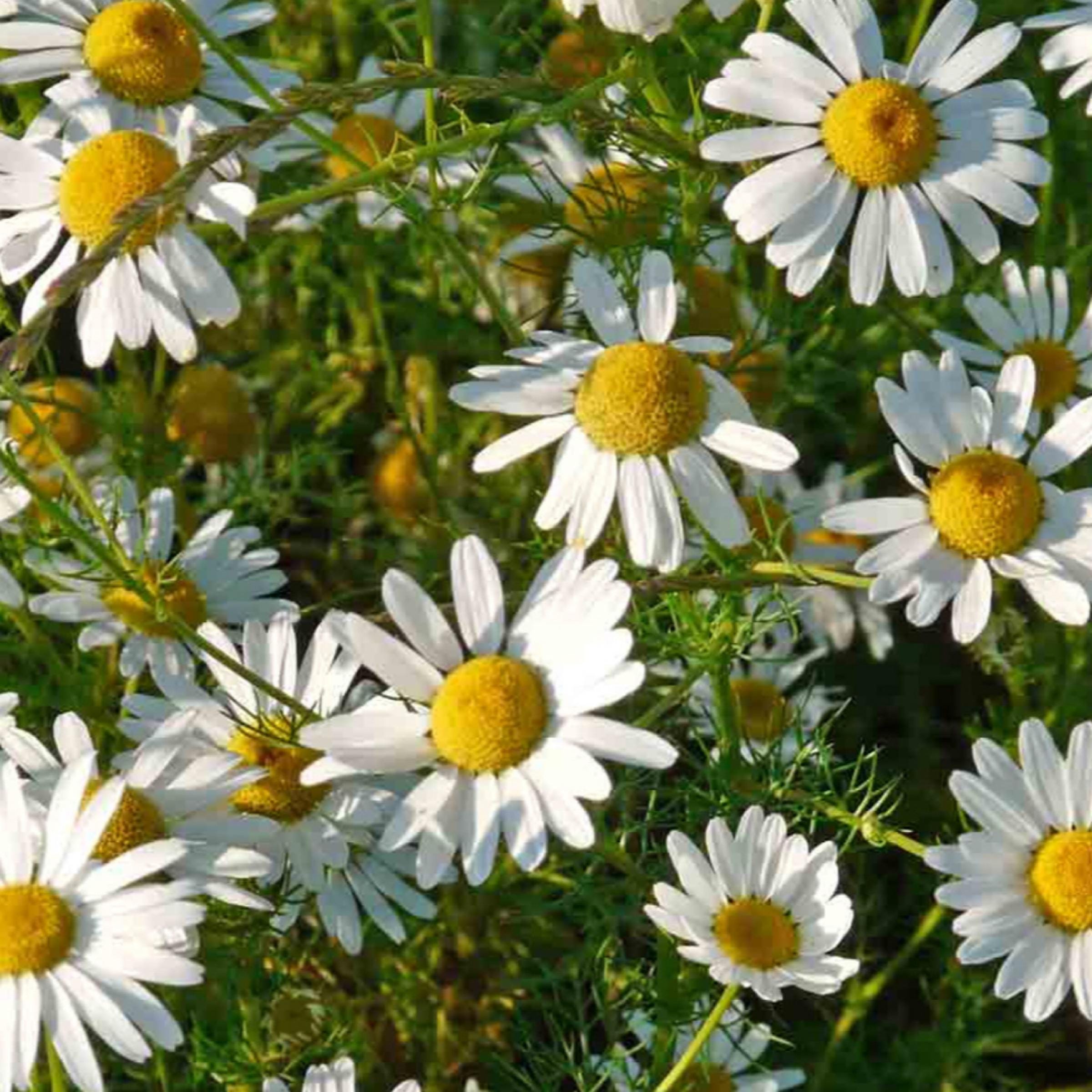 Roman Chamomile Essential Oil, Organic, 100% Pure, Natural