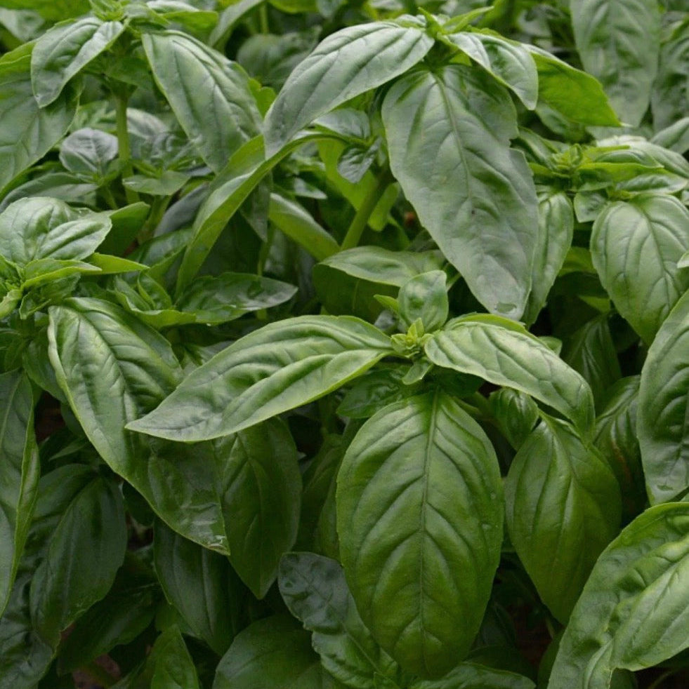 Basil Essential Oil, Organic, 100% Pure, Natural
