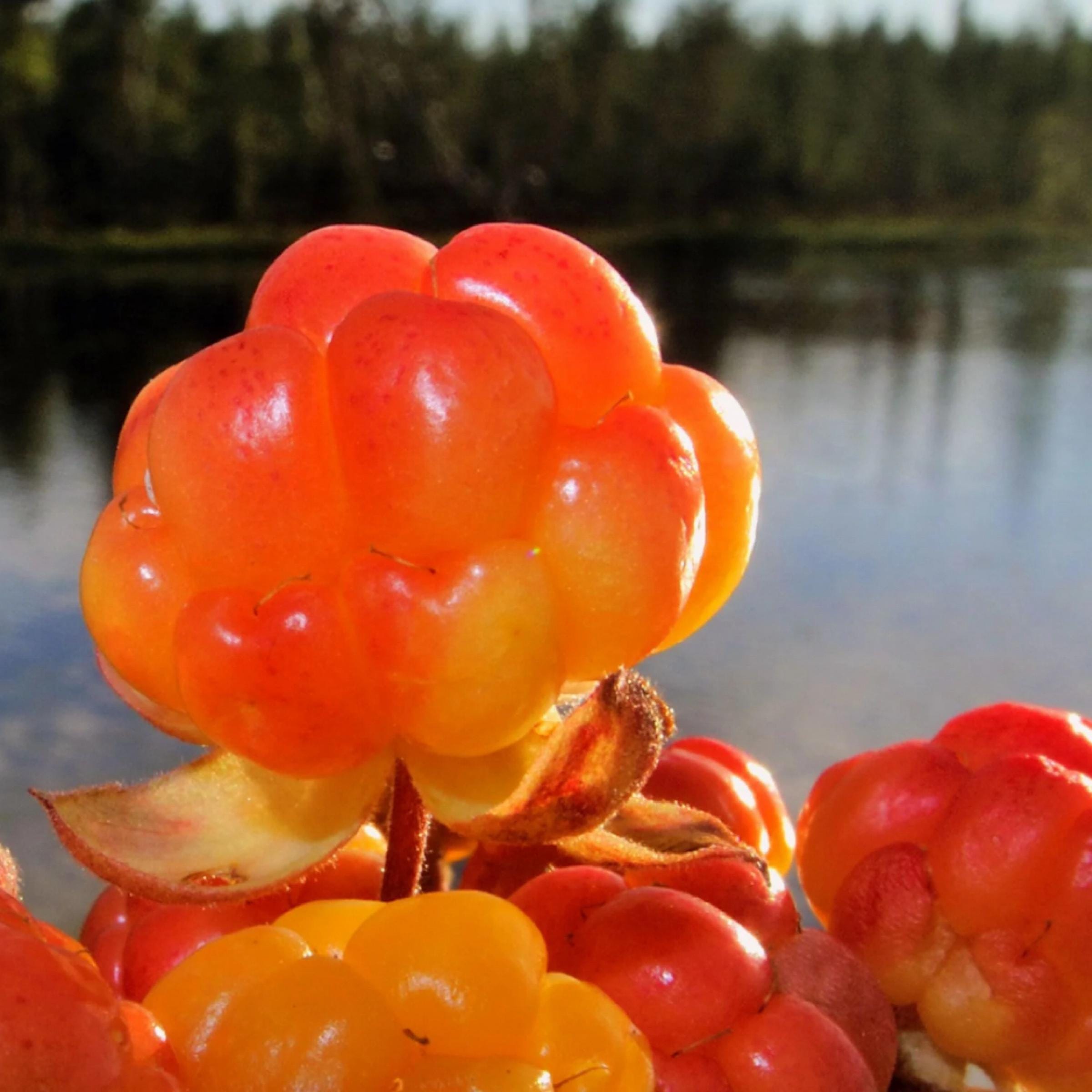 Cloudberry Seed Oil, Nordic Cloudberry, Organic, Cold Pressed, Unrefined, Natural