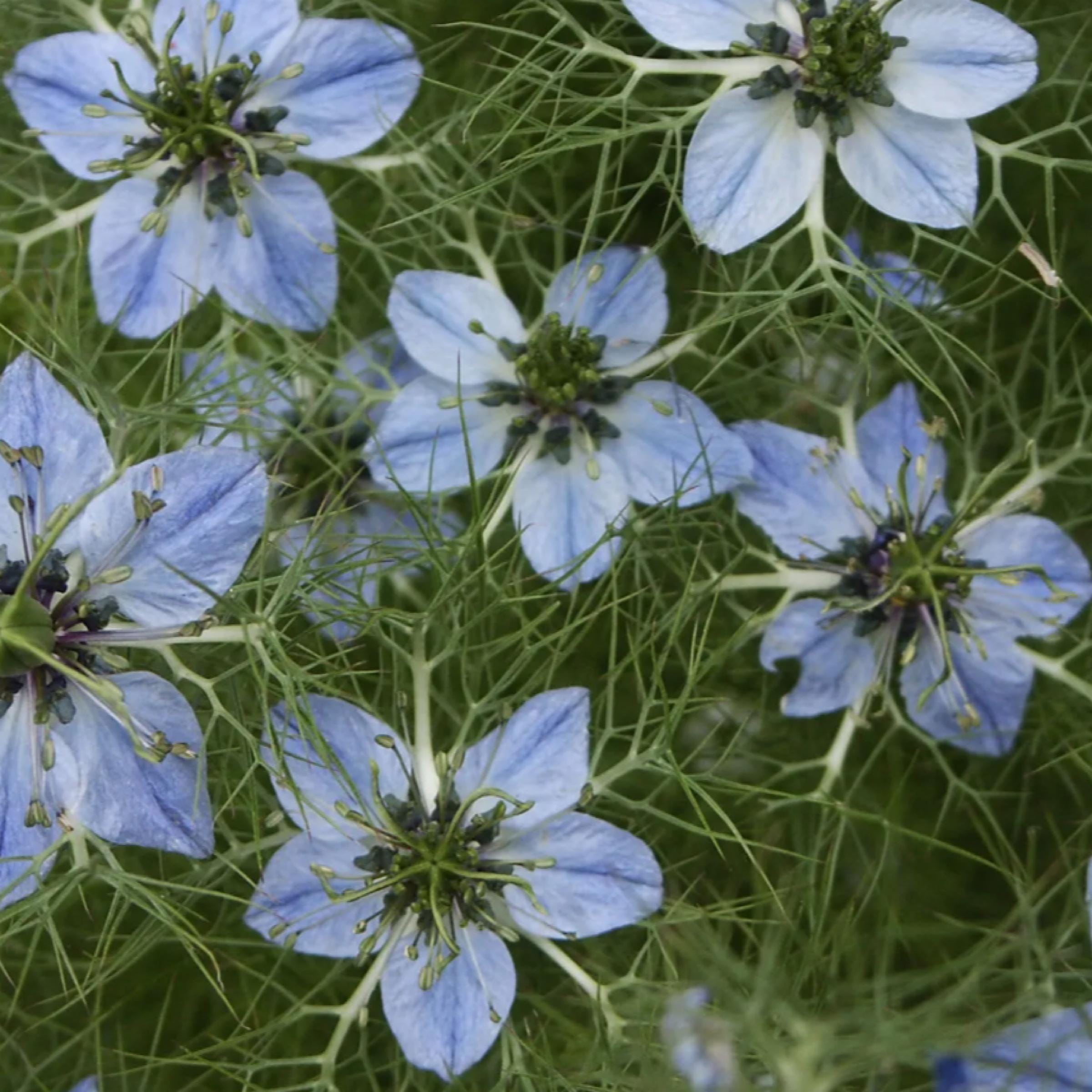 Black Cumin Seed Oil, Organic, Cold Pressed, Unrefined, Natural